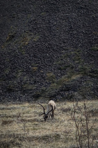 Caribou