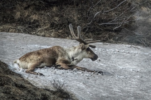 Caribou keeping cool on an ice bank