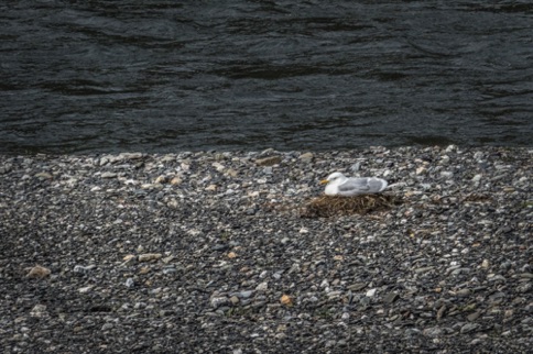 Mew Gull nesting