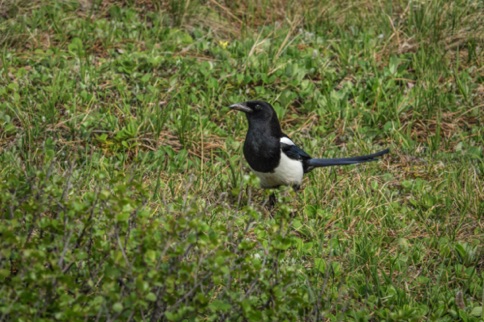 Black-billed Magpie