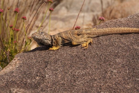 Collared Lizard • Crotophytus collaris