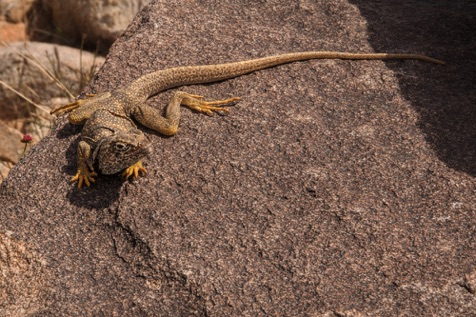 Collared Lizard • Crotophytus collaris