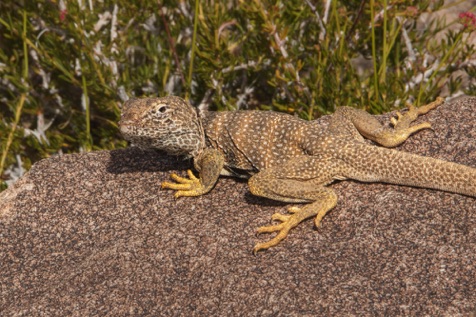 Collared Lizard • Crotophytus collaris