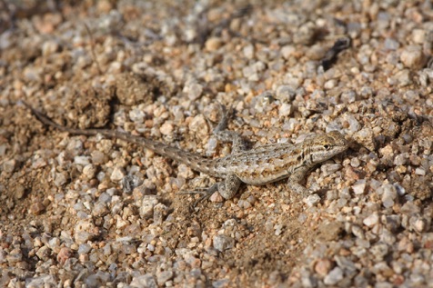 Western Whiptail • Aspidoscellis tigris