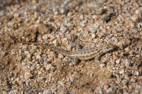 Western Whiptail • Aspidoscellis tigris