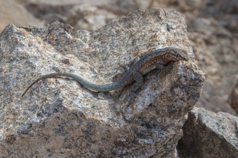 Side-Blotched Lizard • Uta stansburiana