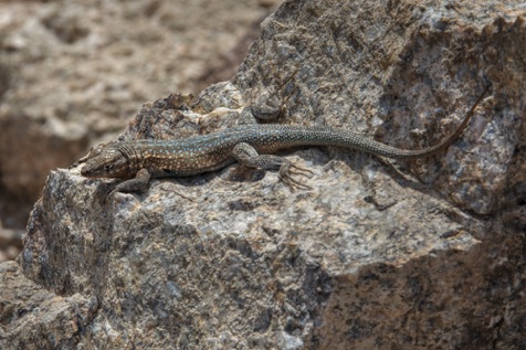 Side-Blotched Lizard • Uta stansburiana