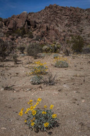 Brittle Bush