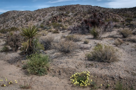 Desert Dandelions