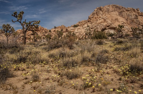 Carpet of Desert Dandelions