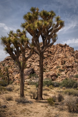 Joshua Trees in Hidden Valley