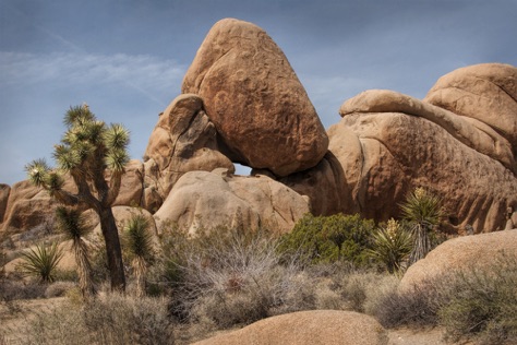 Joshua Trees