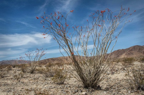 Ocotillos