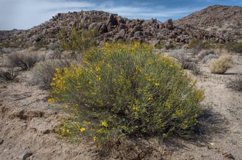 Desert Senna