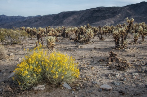 Senna at Cholla Forest