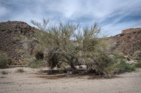 Smoke Tree