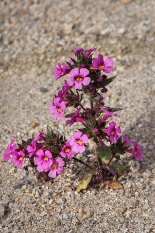 Bigelow's Monkeyflower • Mimulus bigelovii • Phrymaceae (Lopseed)