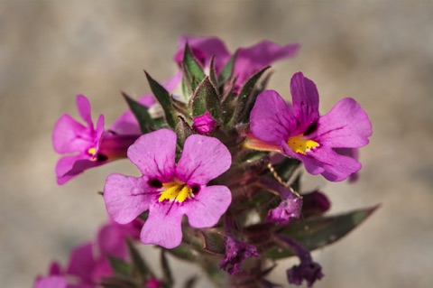 Bigelow's Monkeyflower • Mimulus bigelovii