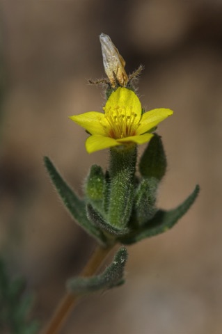 White-Stemmed Blazing Star • Mentzelia albicaulis White-Stemmed Blazing Star • Mentzelia albicaulis