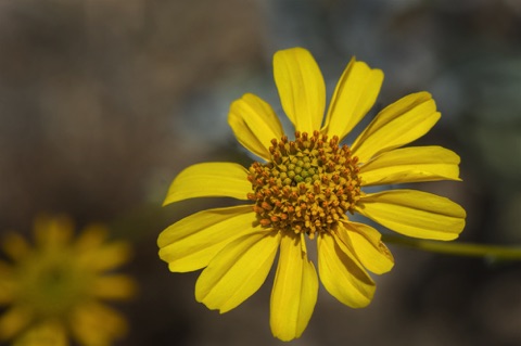 Brittle Bush • Encelia farinosa Brittle Bush • Encelia farinosa
