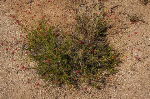 California Buckwheat • Erigonum fascilatum