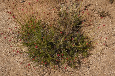 California Buckwheat • Erigonum fascilatum California Buckwheat • Erigonum fascilatum