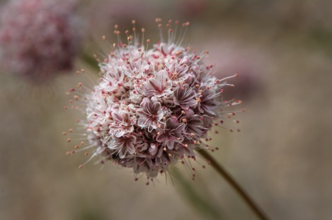 California Buckwheat • Erigonum fascilatum • Polygonaceae (Buckwheat) California Buckwheat • Erigonum fascilatum • Polygonaceae (Buckwheat)