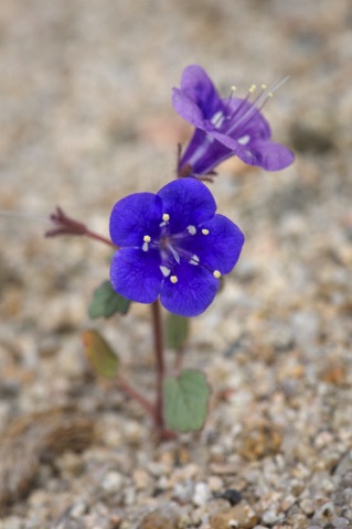 Desert Canterbury Bells • Phacelia campanularis Desert Canterbury Bells • Phacelia campanularis
