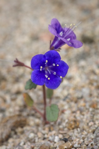 Desert Canterbury Bells • Phacelia campanularis