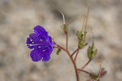 Desert Canterbury Bells • Phacelia campanularis • Boraginaceae (Borage)