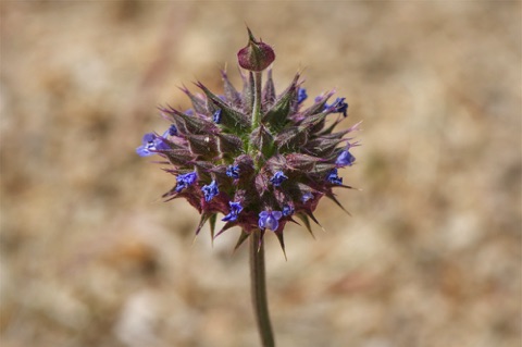 Chia • Salvia columbariae • Lamiaceae (Mint)