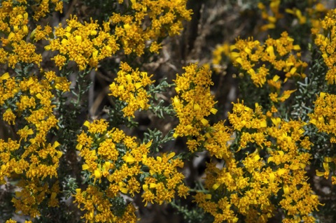 Cliff Goldenbush • Ericameria cuneata