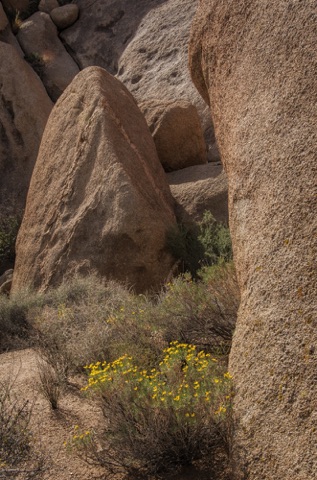 Cliff Goldenbush • Ericameria cuneata