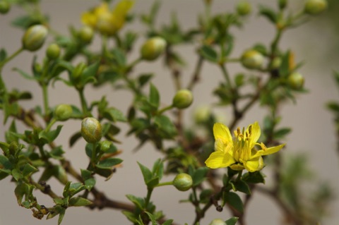 Creosote • Larrea tridentata • Zygophyllacea (Caltrop)