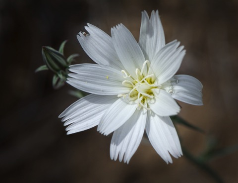 Desert Chicory • Rafinesquia neomexicana