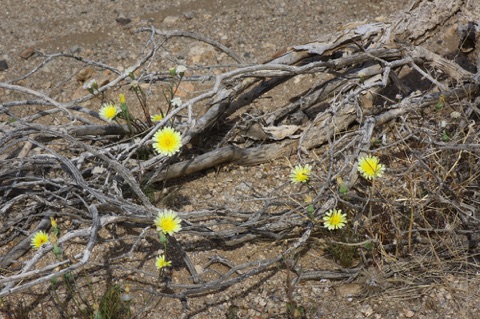 Desert Dandelion • Malcothrix glabrata Desert Dandelion • Malcothrix glabrata