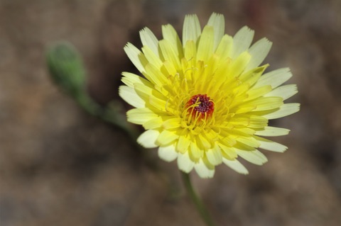 Desert Dandelion • Malcothrix glabrata Desert Dandelion • Malcothrix glabrata