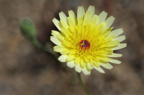 Desert Dandelion • Malcothrix glabrata