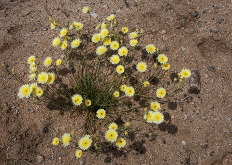 Desert Dandelion • Malcothrix glabrata Desert Dandelion • Malcothrix glabrata