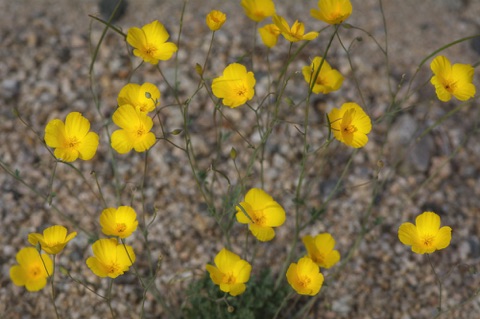 Desert Gold Poppy • Eschscholzia glyptosperma Desert Gold Poppy • Eschscholzia glyptosperma