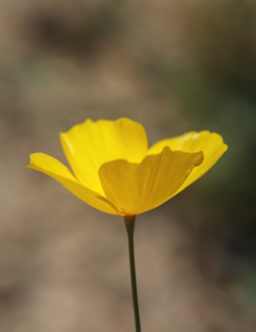 Desert Gold Poppy • Eschscholzia glyptosperma Desert Gold Poppy • Eschscholzia glyptosperma