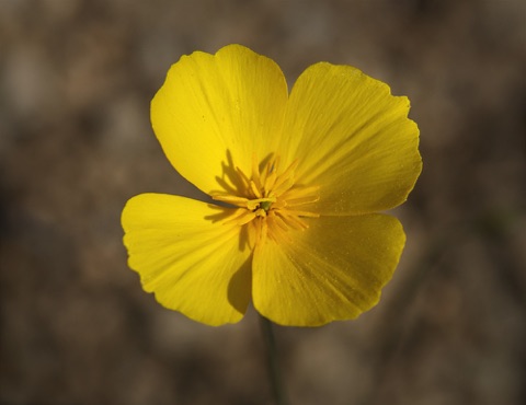Desert Gold Poppy • Eschscholzia glyptosperma Desert Gold Poppy • Eschscholzia glyptosperma