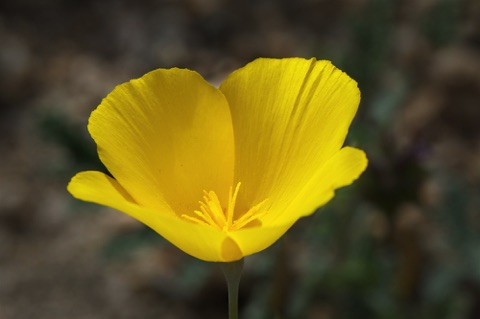 Desert Gold Poppy • Eschscholzia glyptosperma