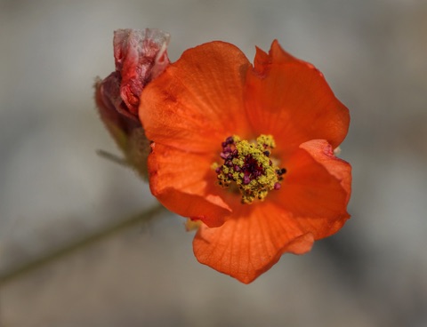 Apricot Mallow • Sphaeralcea ambigua • Malvaceae (Mallow)