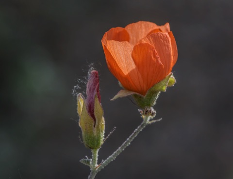 Apricot Mallow • Sphaeralcea ambigua Apricot Mallow • Sphaeralcea ambigua