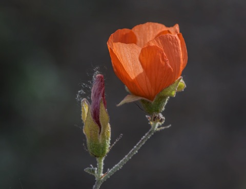 Apricot Mallow • Sphaeralcea ambigua