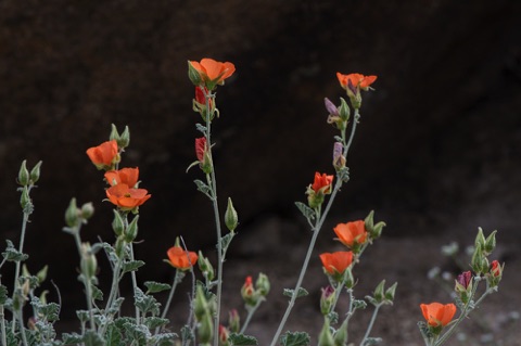 Apricot Mallow • Sphaeralcea ambigua