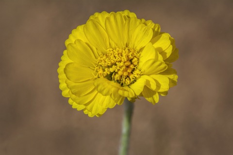 Desert Marigold • Baileya multiradiata