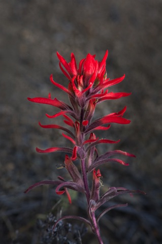 Desert Paintbrush • Castilleja chromosa • Orobachanaceae (Broomrape)