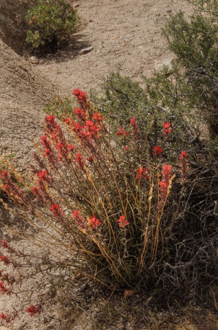 Desert Paintbrush • Castilleja chromosa Desert Paintbrush • Castilleja chromosa
